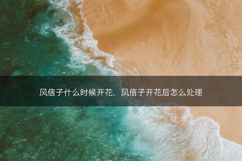风信子什么时候开花，风信子开花后怎么处理(图1)