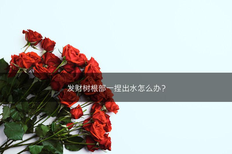 发财树根部一捏出水怎么办？(图1)