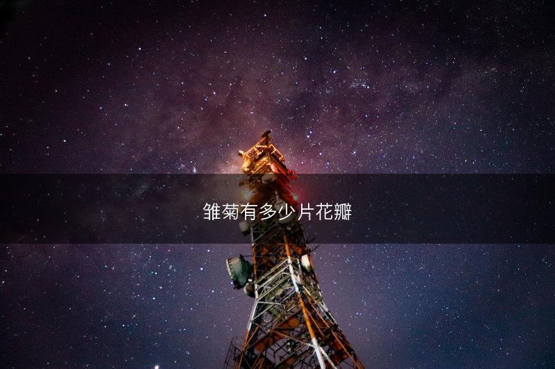 雏菊有多少片花瓣(图1)