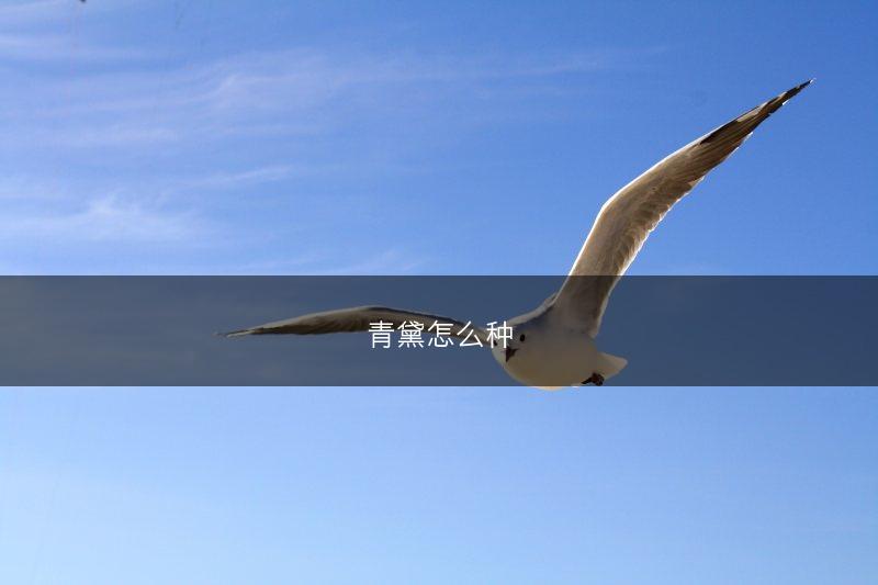 青黛怎么种(图1)