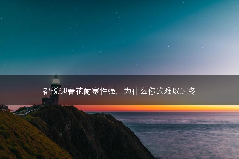 都说迎春花耐寒性强，为什么你的难以过冬(图1)