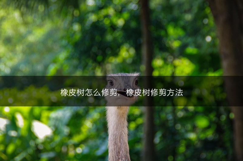 橡皮树怎么修剪，橡皮树修剪方法(图1)