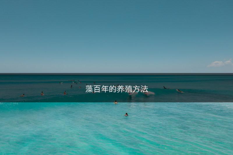 藻百年的养殖方法(图1)