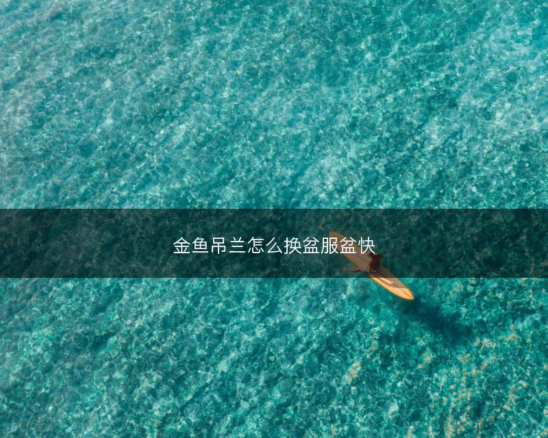 金鱼吊兰怎么换盆服盆快(图1)