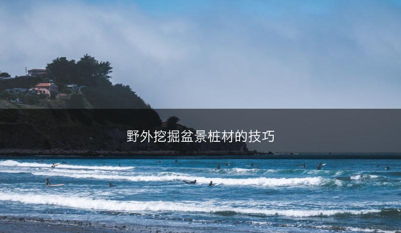野外挖掘盆景桩材的技巧(图1)