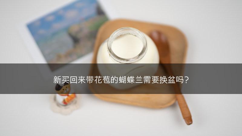 新买回来带花苞的蝴蝶兰需要换盆吗？(图1)