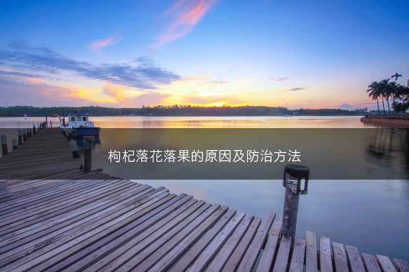 枸杞落花落果的原因及防治方法(图1)