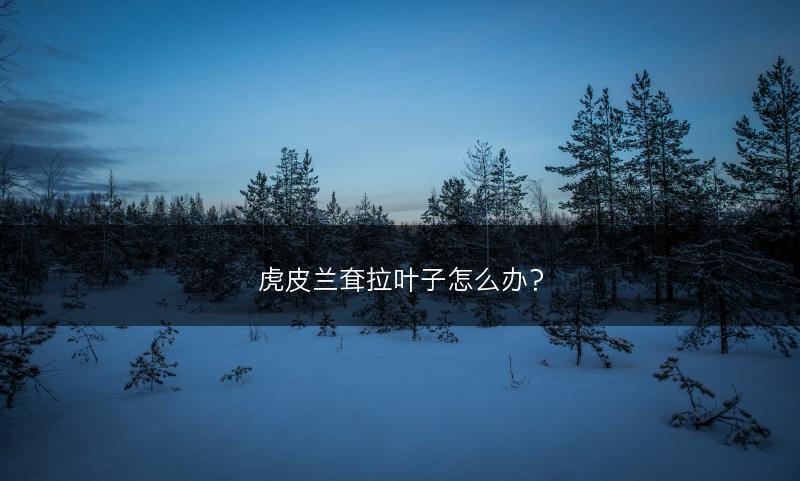 虎皮兰耷拉叶子怎么办？(图1)