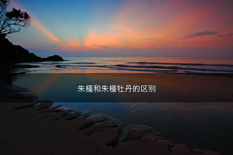 朱槿和朱槿牡丹的区别(图1)