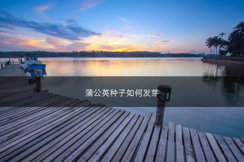 蒲公英种子如何发芽(图1)