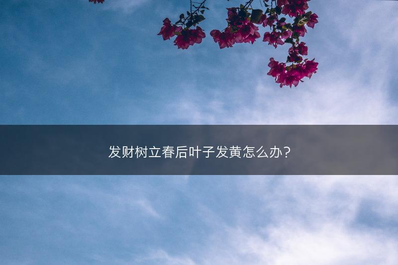 发财树立春后叶子发黄怎么办？(图1)