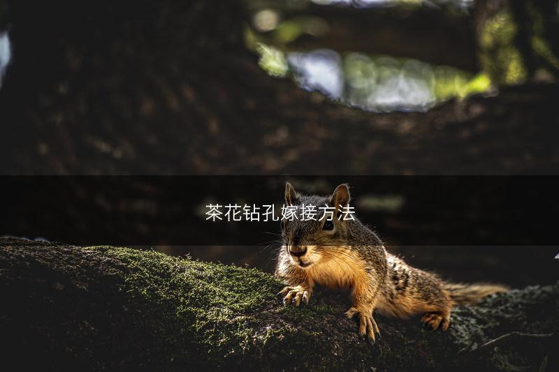 茶花钻孔嫁接方法(图1)
