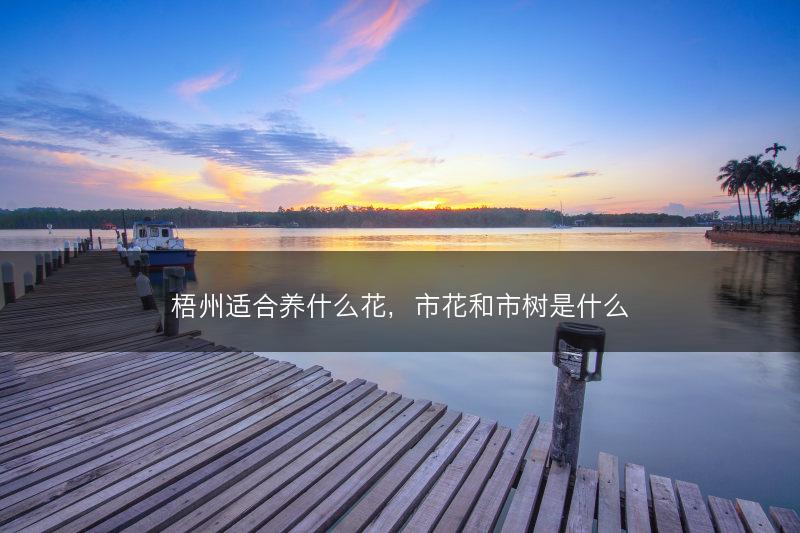 梧州适合养什么花，市花和市树是什么(图1)