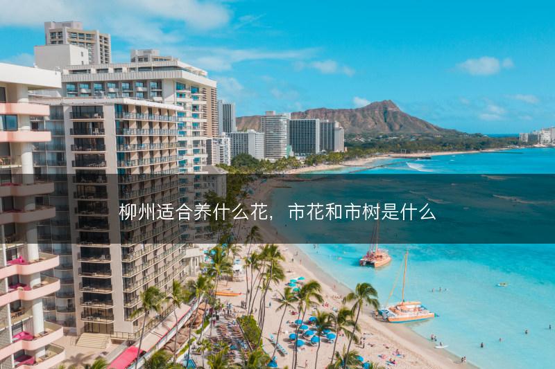 柳州适合养什么花，市花和市树是什么(图1)