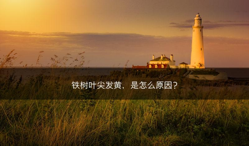 铁树叶尖发黄，是怎么原因？(图1)