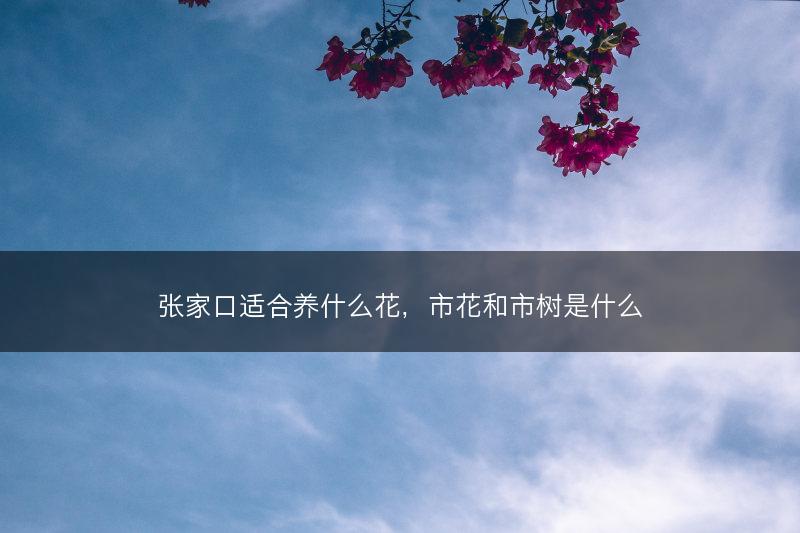 张家口适合养什么花，市花和市树是什么(图1)