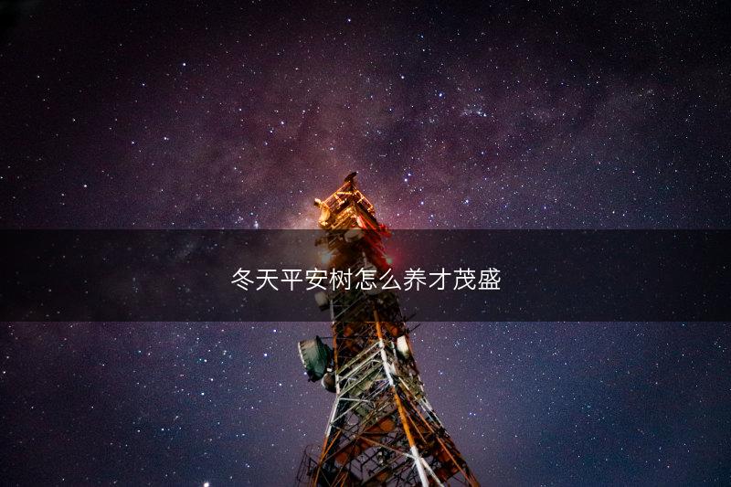 冬天平安树怎么养才茂盛(图1)