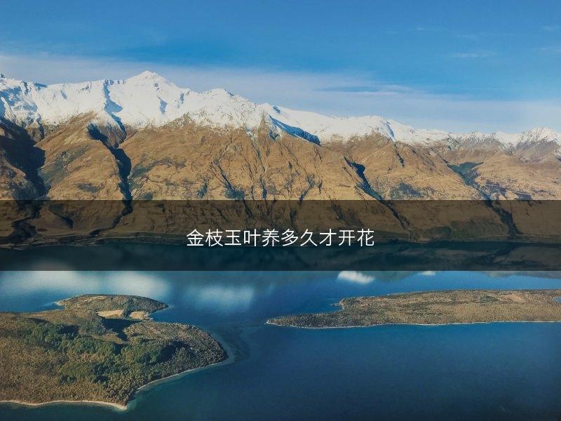 金枝玉叶养多久才开花(图1)