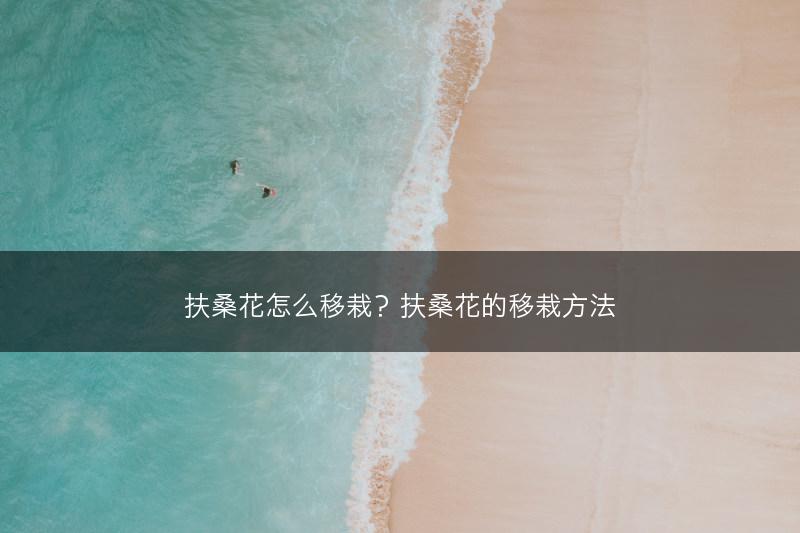 扶桑花怎么移栽？扶桑花的移栽方法(图1)