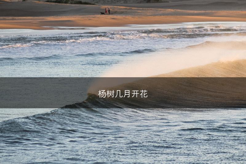 杨树几月开花(图1)