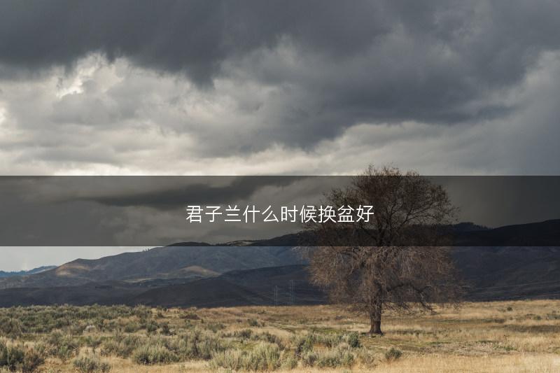 君子兰什么时候换盆好(图1) 君子兰什么时候换盆好(图1)