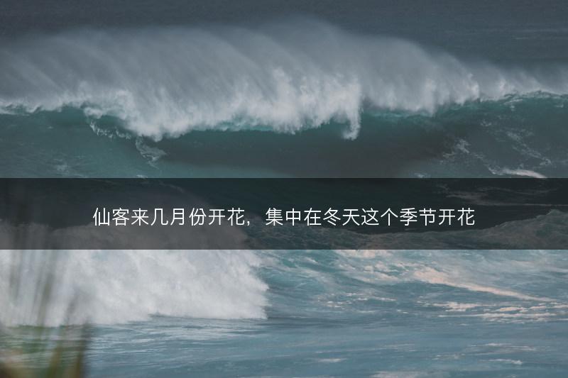 仙客来几月份开花，集中在冬天这个季节开花(图1)