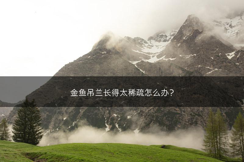 金鱼吊兰长得太稀疏怎么办?(图1) 金鱼吊兰长得太稀疏怎么办?(图1)