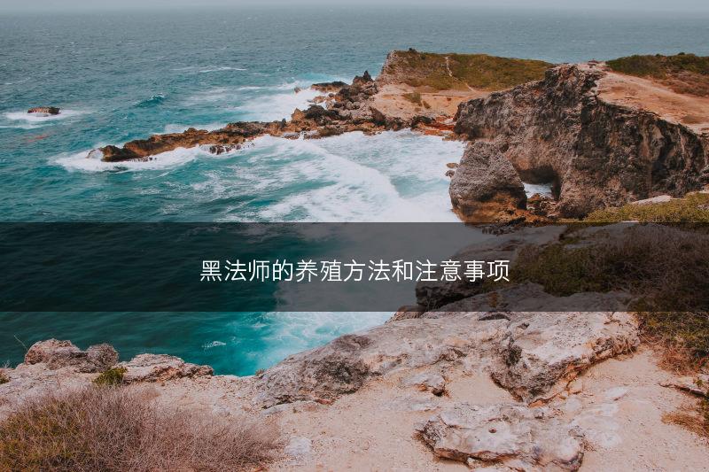 黑法师的养殖方法和注意事项(图1)