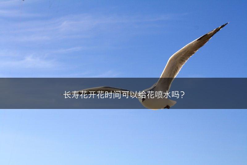长寿花开花时间可以给花喷水吗？(图1)