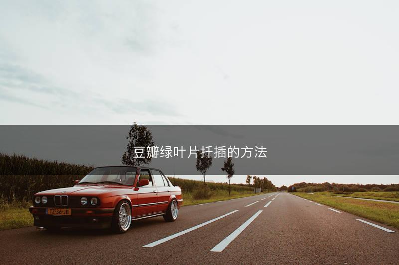 豆瓣绿叶片扦插的方法(图1)