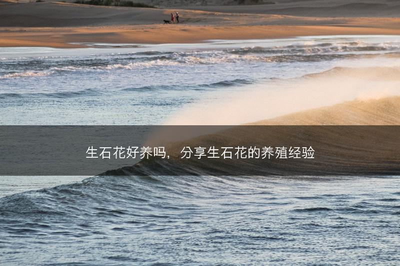 生石花好养吗，分享生石花的养殖经验(图1)