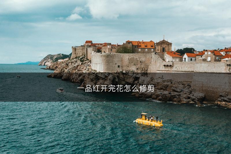 一品红开完花怎么修剪(图1)