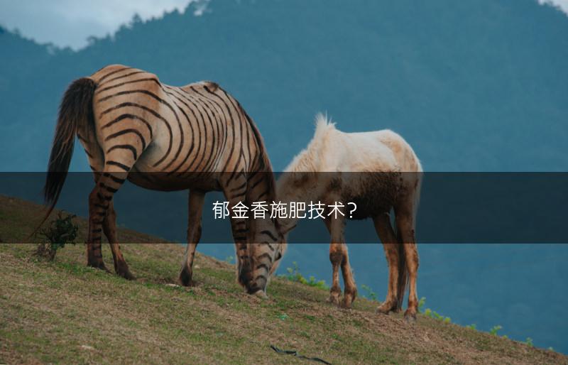 郁金香施肥技术？(图1)