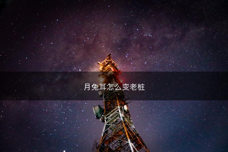 月兔耳怎么变老桩(图1)
