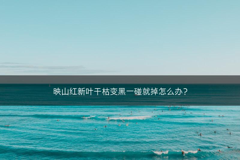 映山红新叶干枯变黑一碰就掉怎么办？(图1)
