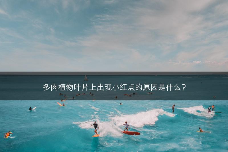 多肉植物叶片上出现小红点的原因是什么？(图1)