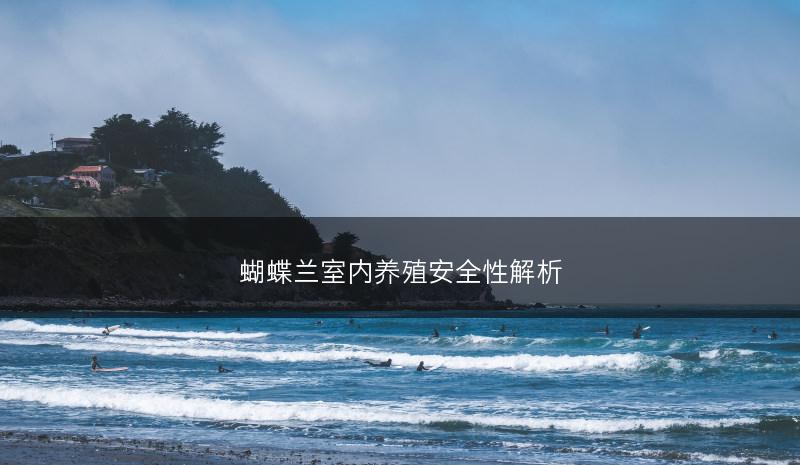 蝴蝶兰室内养殖安全性解析(图1)