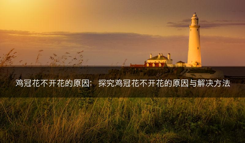 鸡冠花不开花的原因：探究鸡冠花不开花的原因与解决方法(图1)