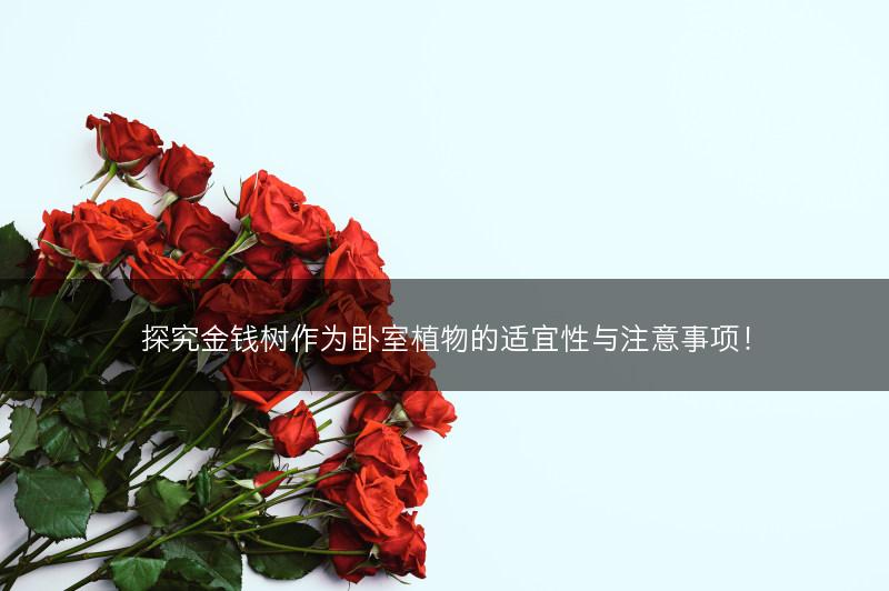 探究金钱树作为卧室植物的适宜性与注意事项！(图1)
