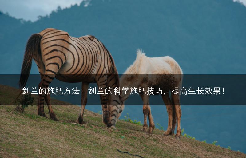 剑兰的施肥方法：剑兰的科学施肥技巧，提高生长效果！(图1)