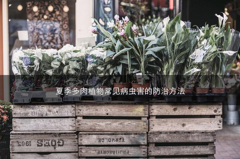 夏季多肉植物常见病虫害的防治方法(图1)