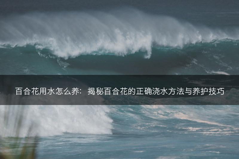 百合花用水怎么养：揭秘百合花的正确浇水方法与养护技巧(图1)