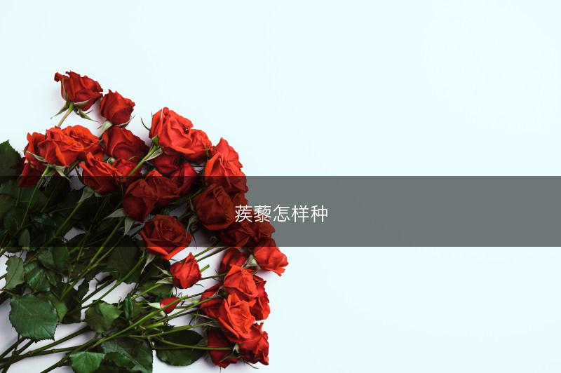 蒺藜怎样种(图1)