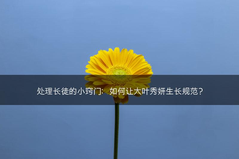 处理长徒的小窍门：如何让大叶秀妍生长规范？(图1)