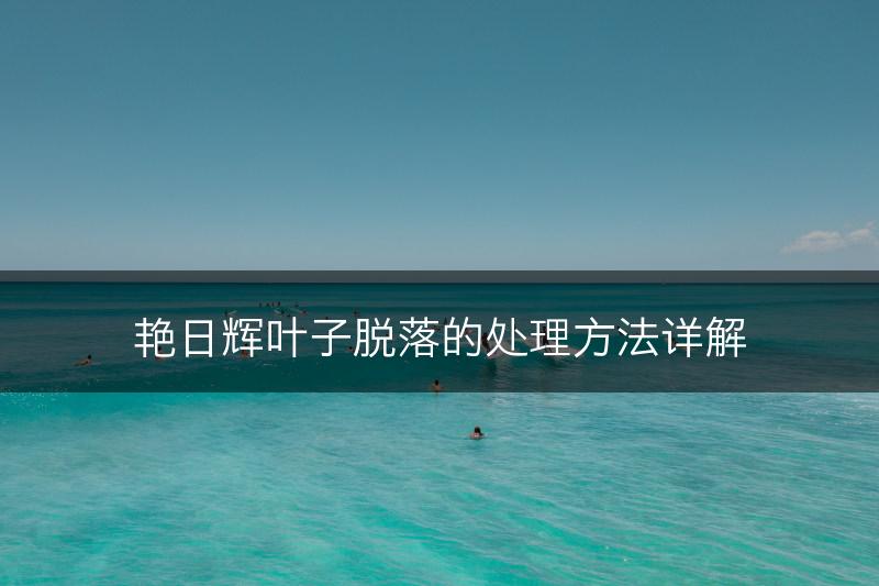 艳日辉叶子脱落的处理方法详解(图1)