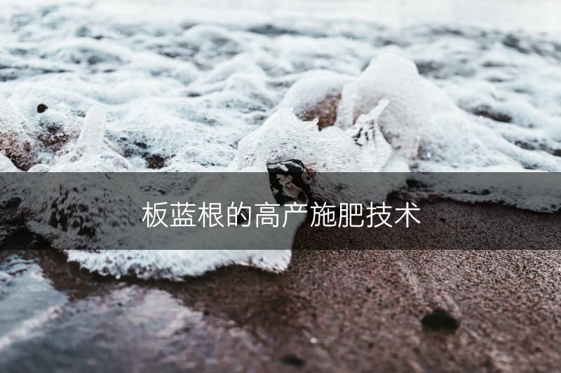 板蓝根的高产施肥技术(图1)