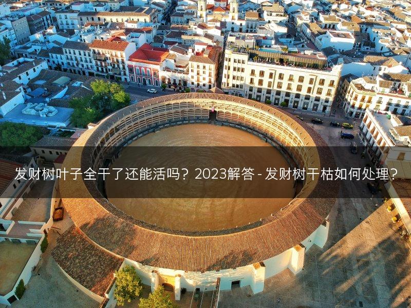 发财树叶子全干了还能活吗？2023解答 - 发财树干枯如何处理？(图1)