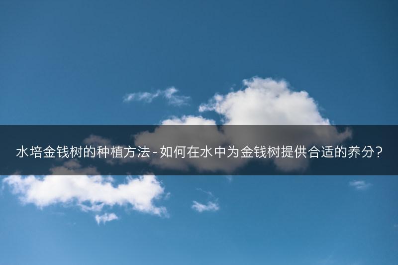 水培金钱树的种植方法 - 如何在水中为金钱树提供合适的养分？(图1)