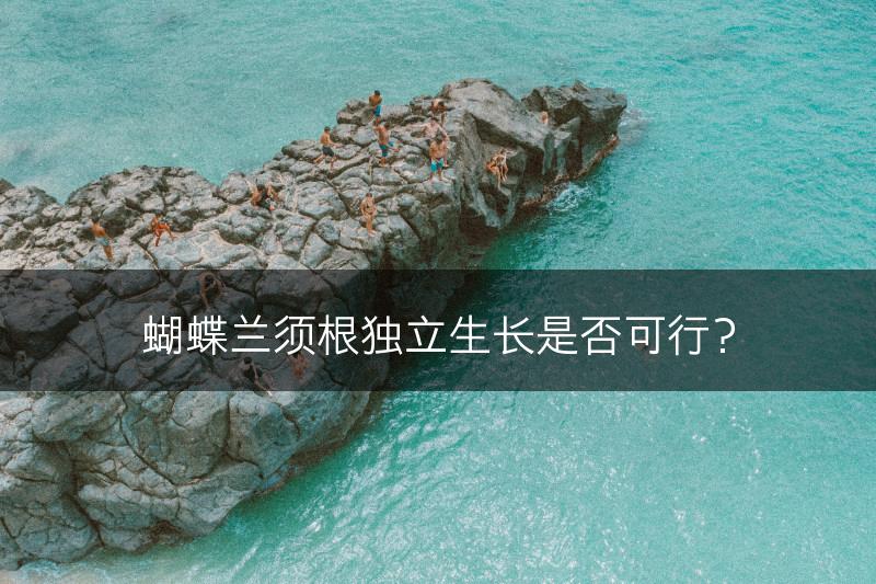 蝴蝶兰须根独立生长是否可行？(图1)