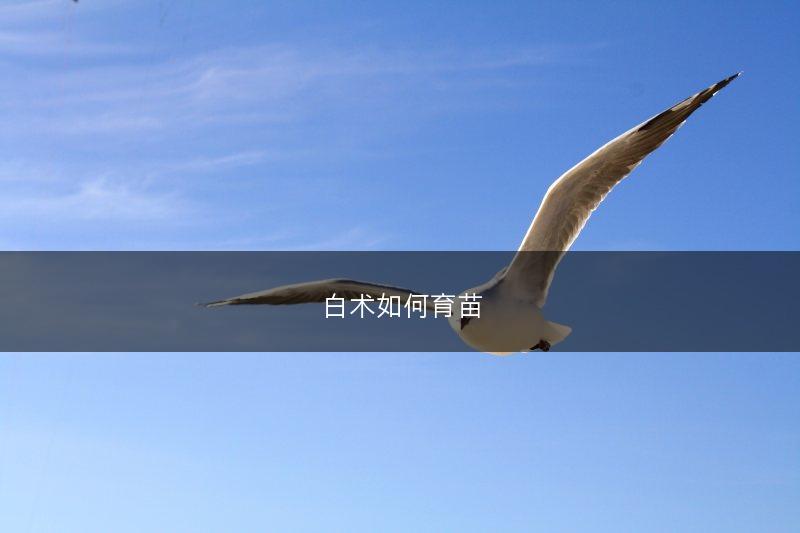 白术如何育苗(图1)